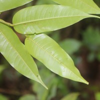 Doona trapezifolia Thwaites